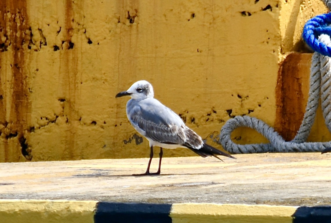 Gabbiano sghignazzante - ML645502639