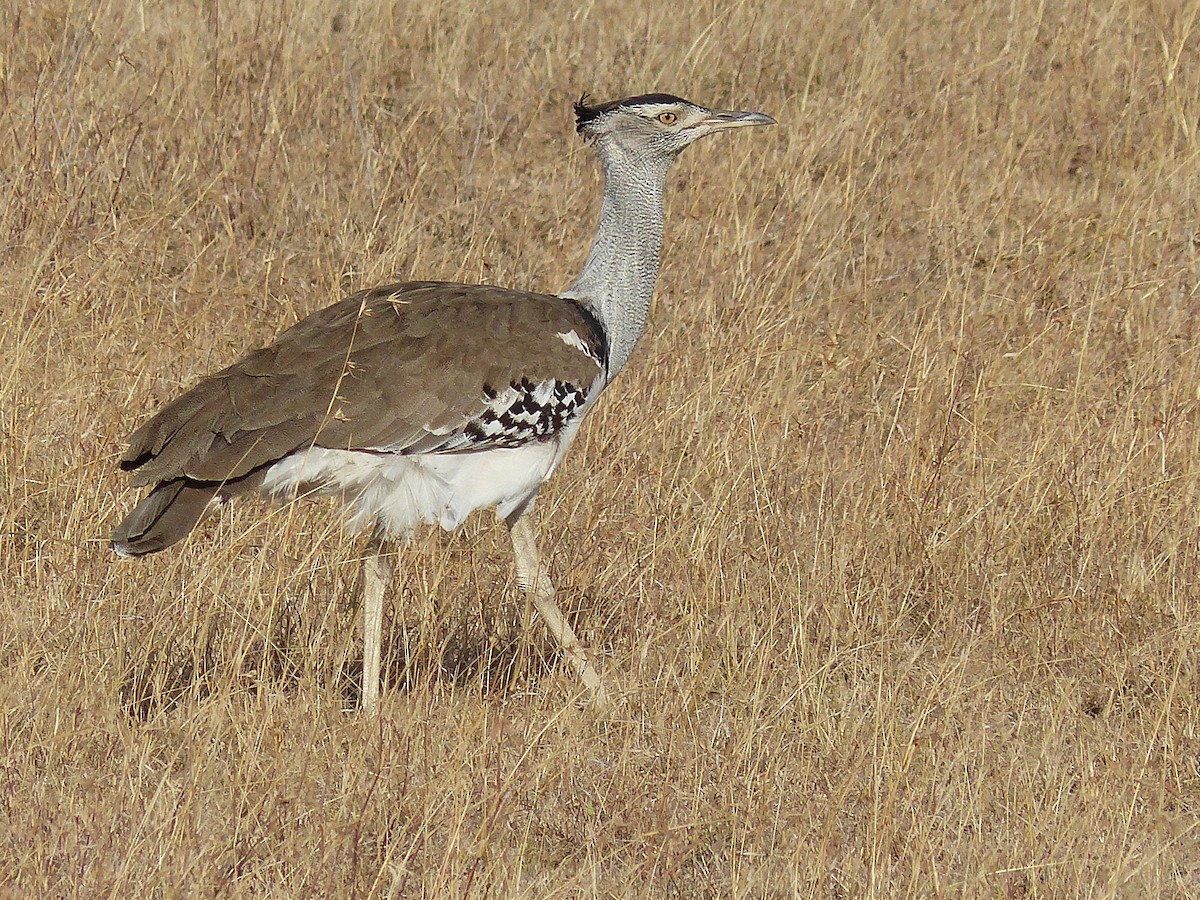 アフリカオオノガン - ML645502643