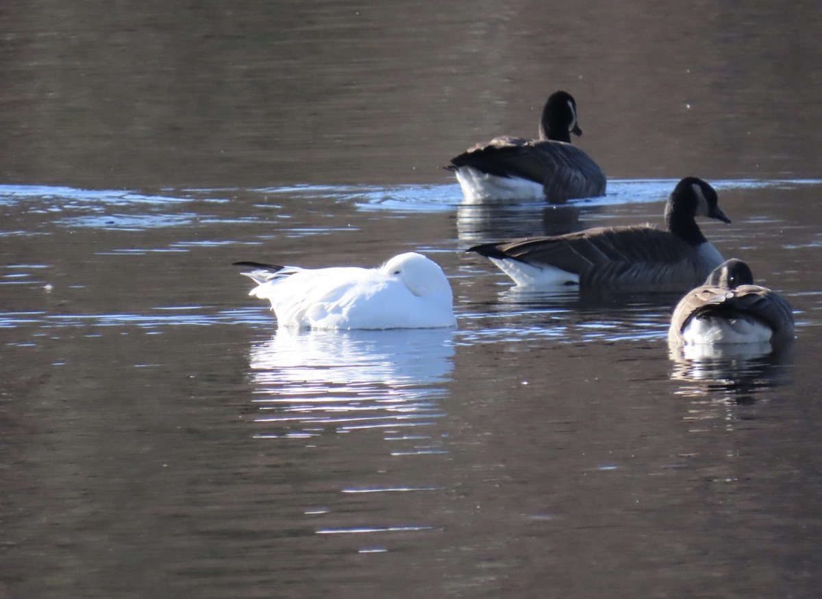 Schneegans - ML645502652