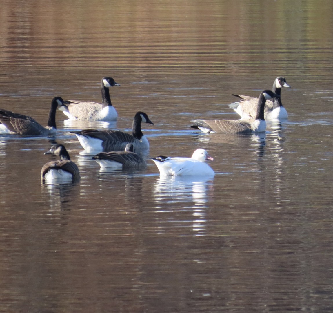 Schneegans - ML645502653