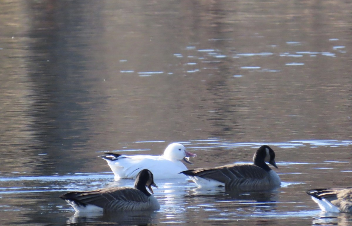 Schneegans - ML645502654