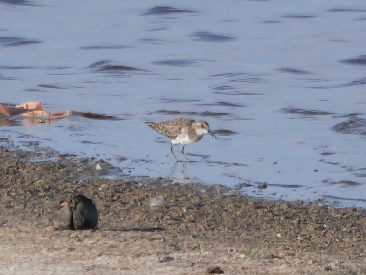 Küçük Kumkuşu - ML645502673