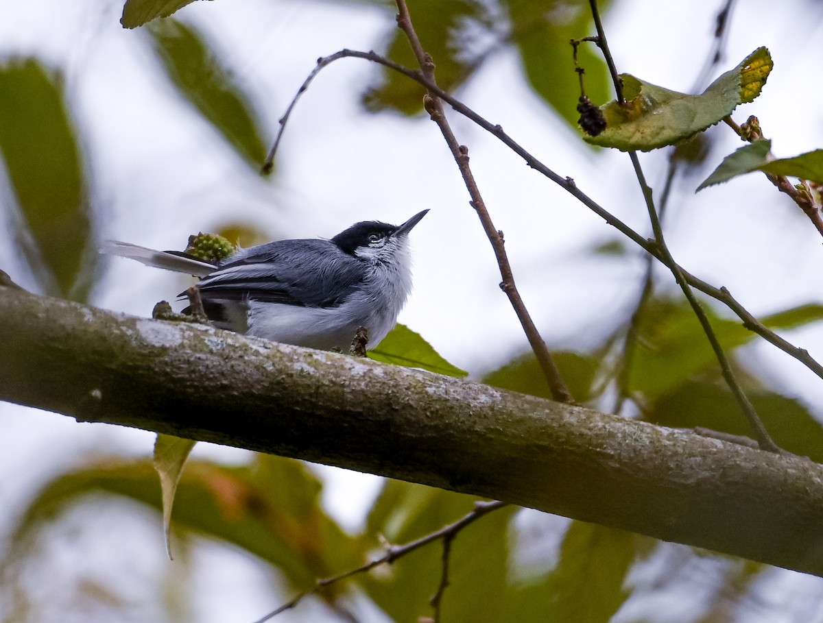 Tropical Gnatcatcher - ML645502687