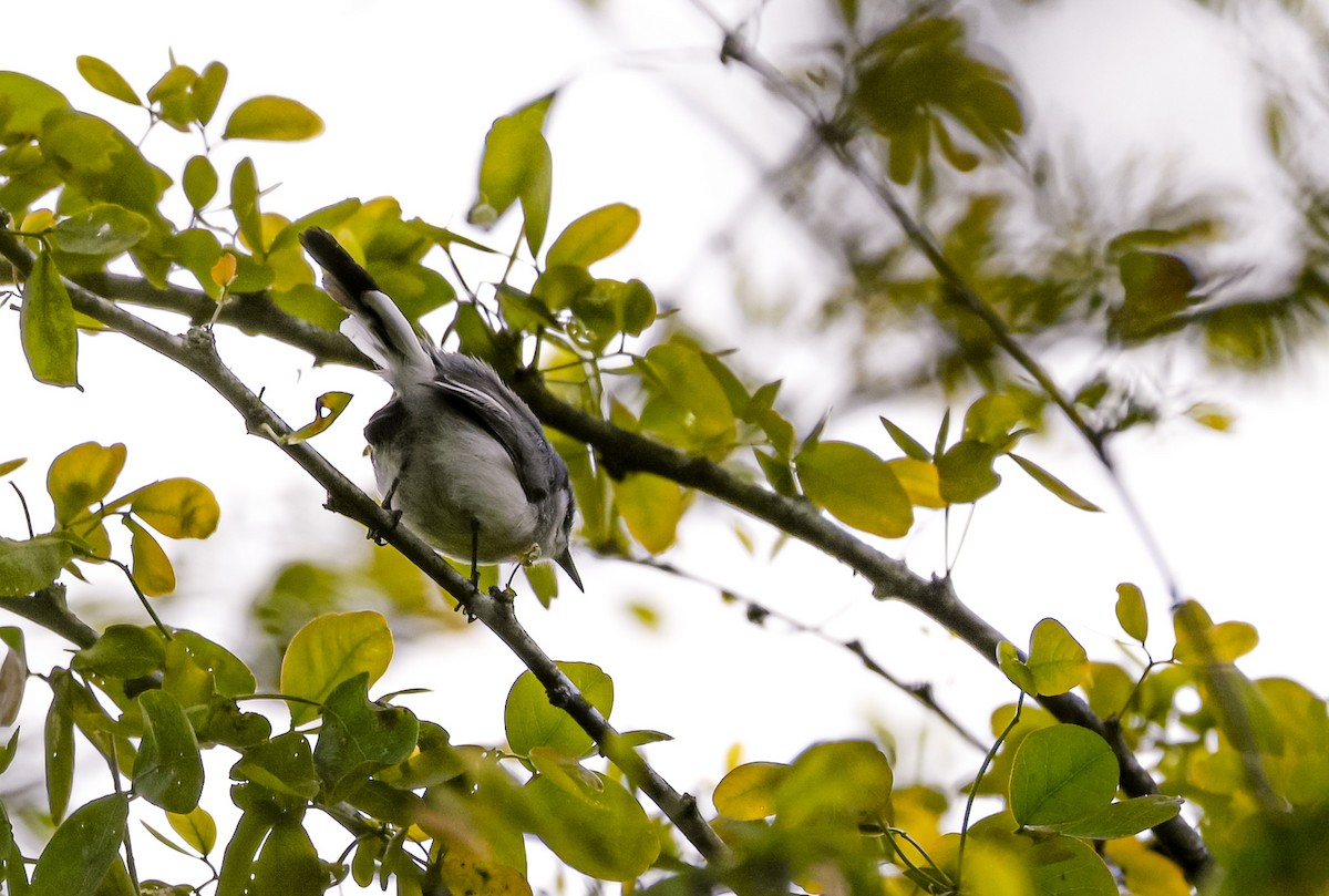 Tropical Gnatcatcher - ML645502689