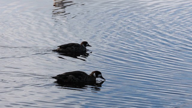 Spectacled Duck - ML645502701