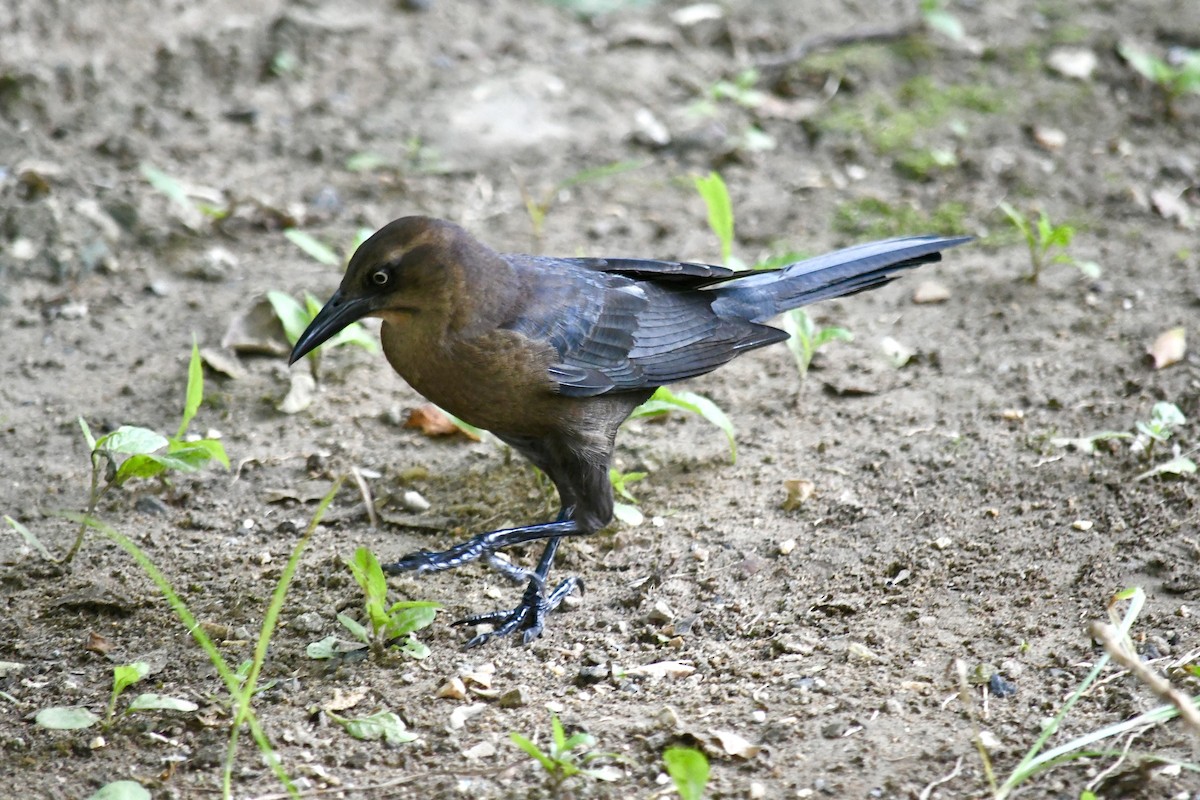 Great-tailed Grackle - ML645502702