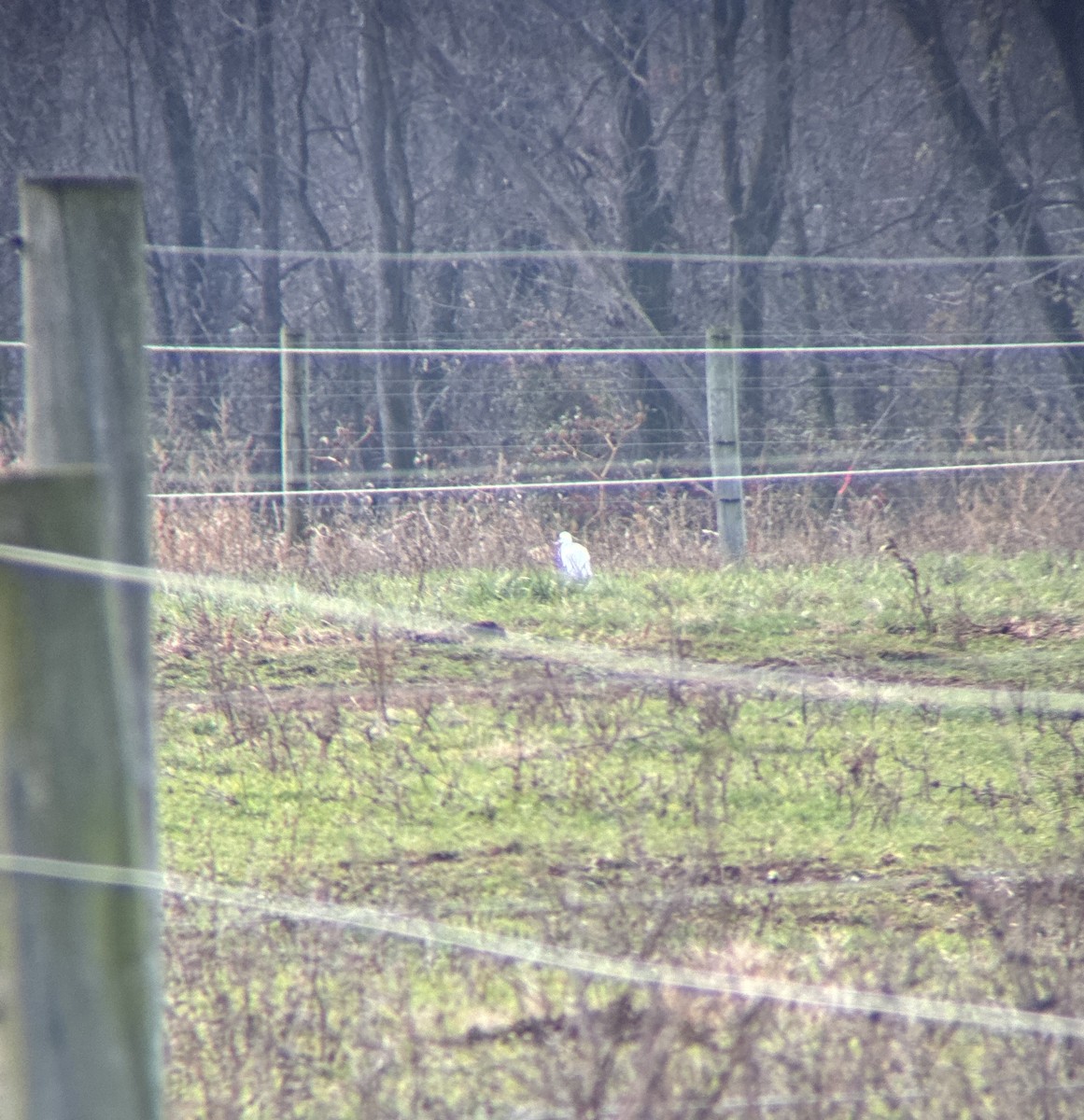 Western Cattle-Egret - ML645502709