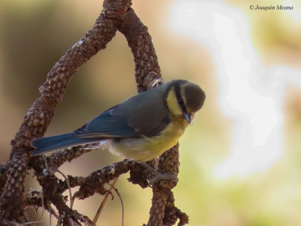 African Blue Tit - ML645502710
