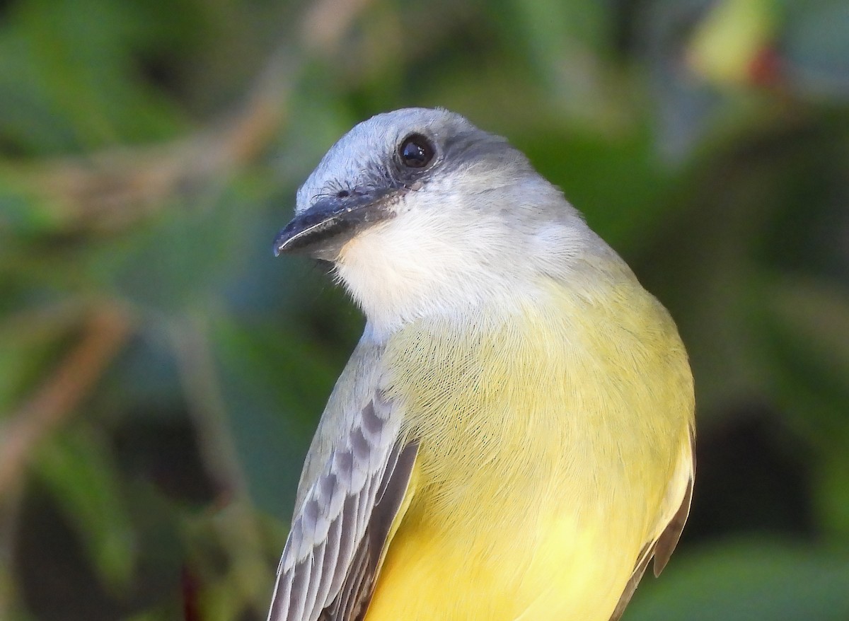 Tyran mélancolique - ML645502711