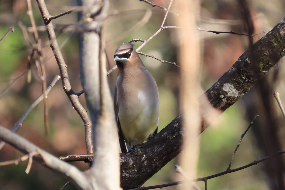 ヒメレンジャク - ML645502714