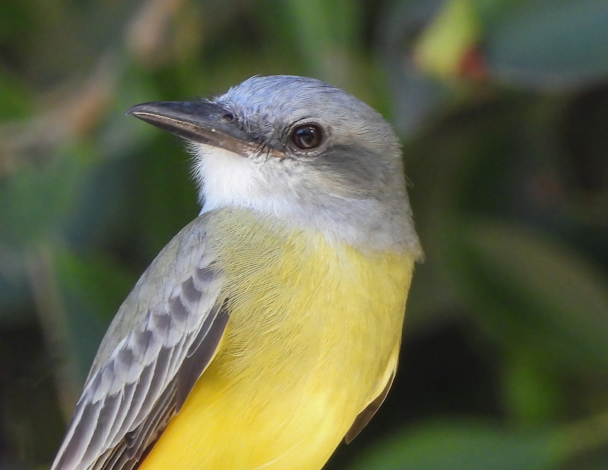 Tyran mélancolique - ML645502715