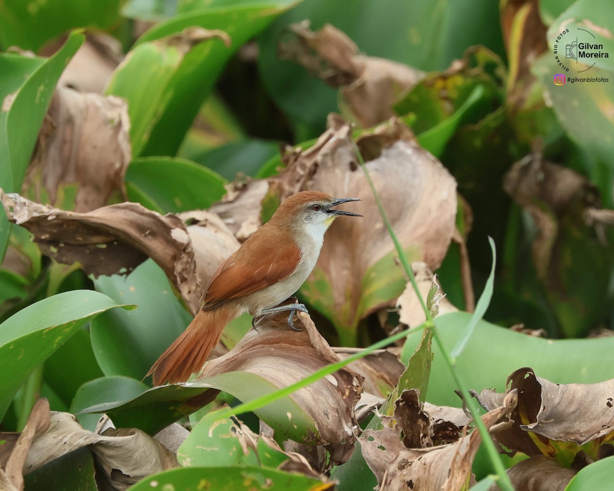 Yellow-chinned Spinetail - ML645502721