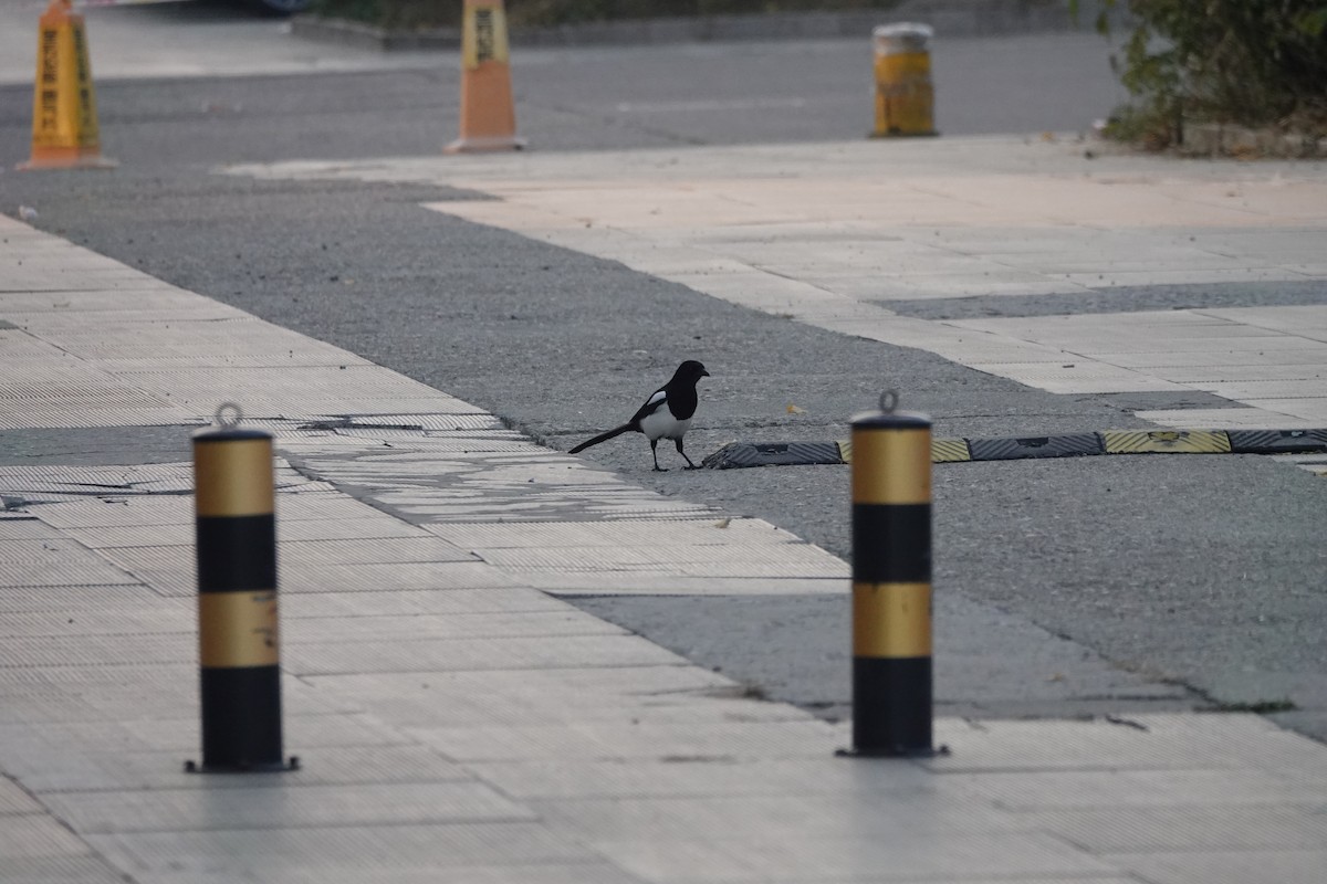 orientskjære - ML645502754