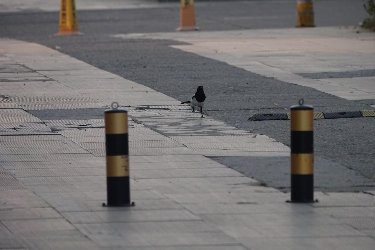 orientskjære - ML645502755