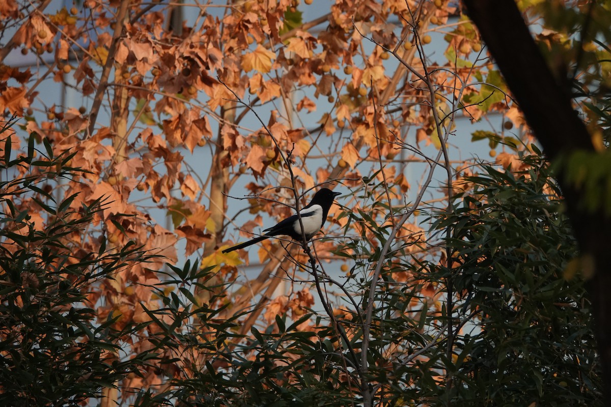 orientskjære - ML645502756