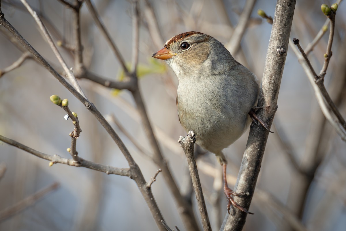 White-crowned Sparrow (Gambel's) - ML645502757