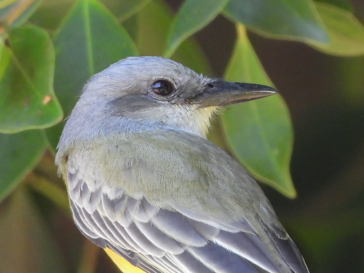 Tyran mélancolique - ML645502761