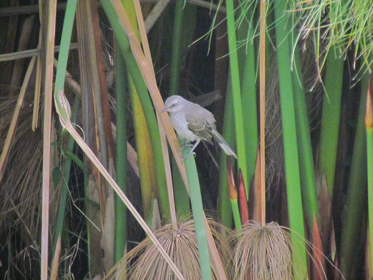 Tropikal Taklitçi - ML645502767