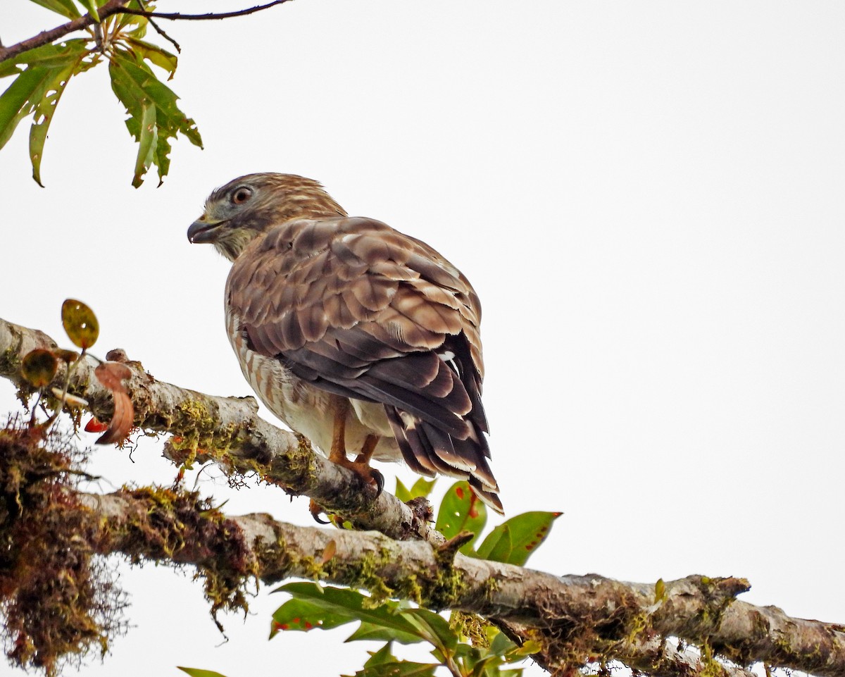 Канюк ширококрилий - ML645502796