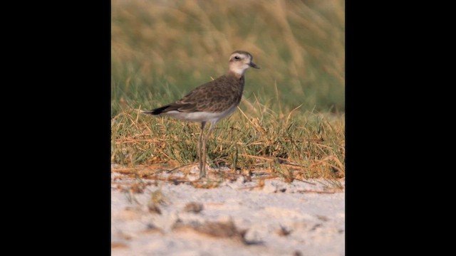 Caspian Plover - ML645502798