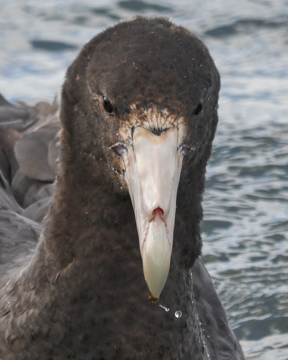 sørkjempepetrell - ML645502799