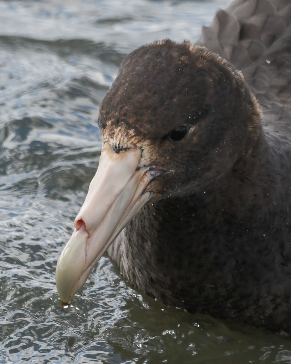 sørkjempepetrell - ML645502800