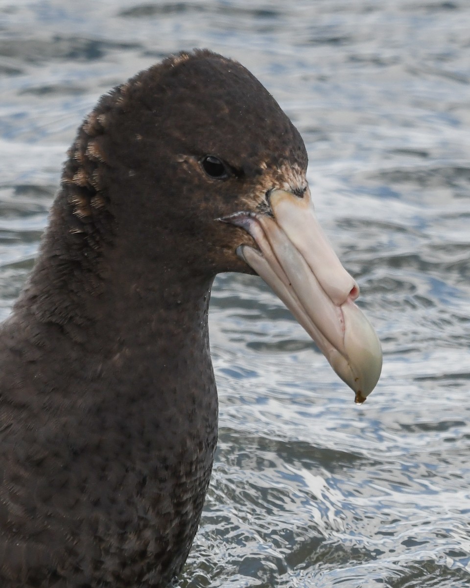 sørkjempepetrell - ML645502801