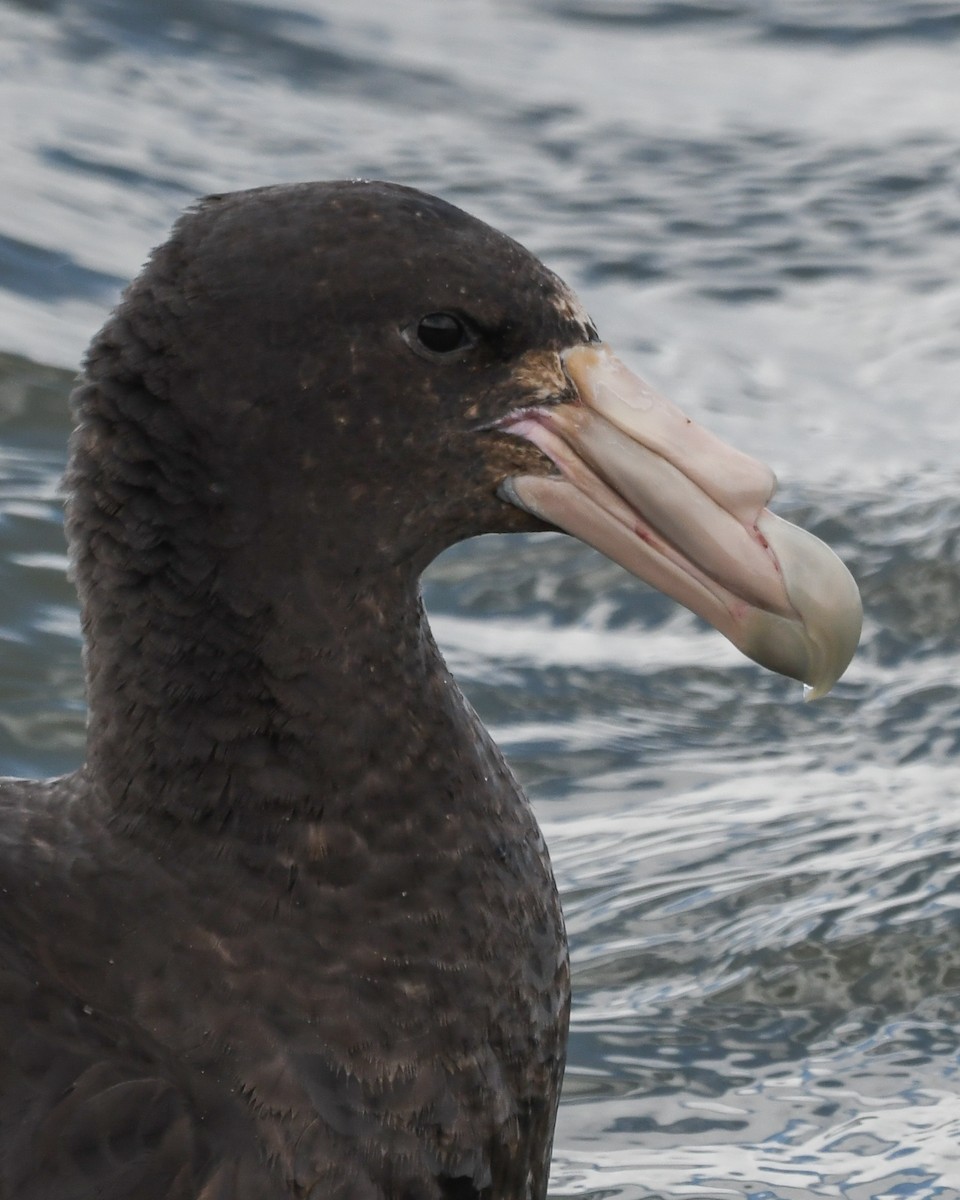 sørkjempepetrell - ML645502802