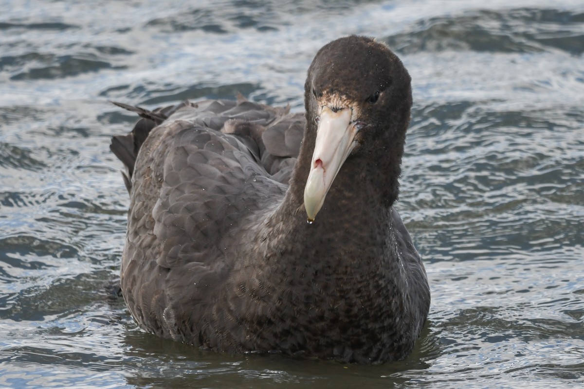 sørkjempepetrell - ML645502803