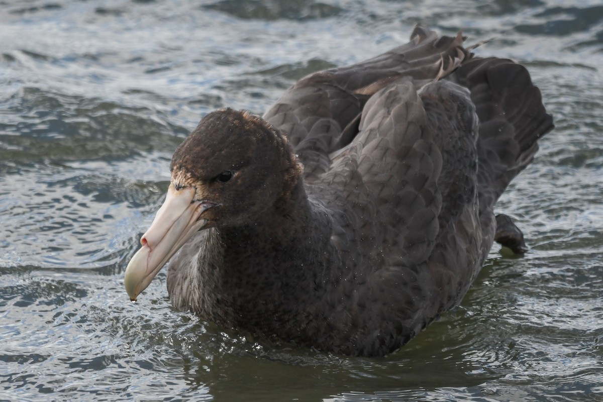 sørkjempepetrell - ML645502804