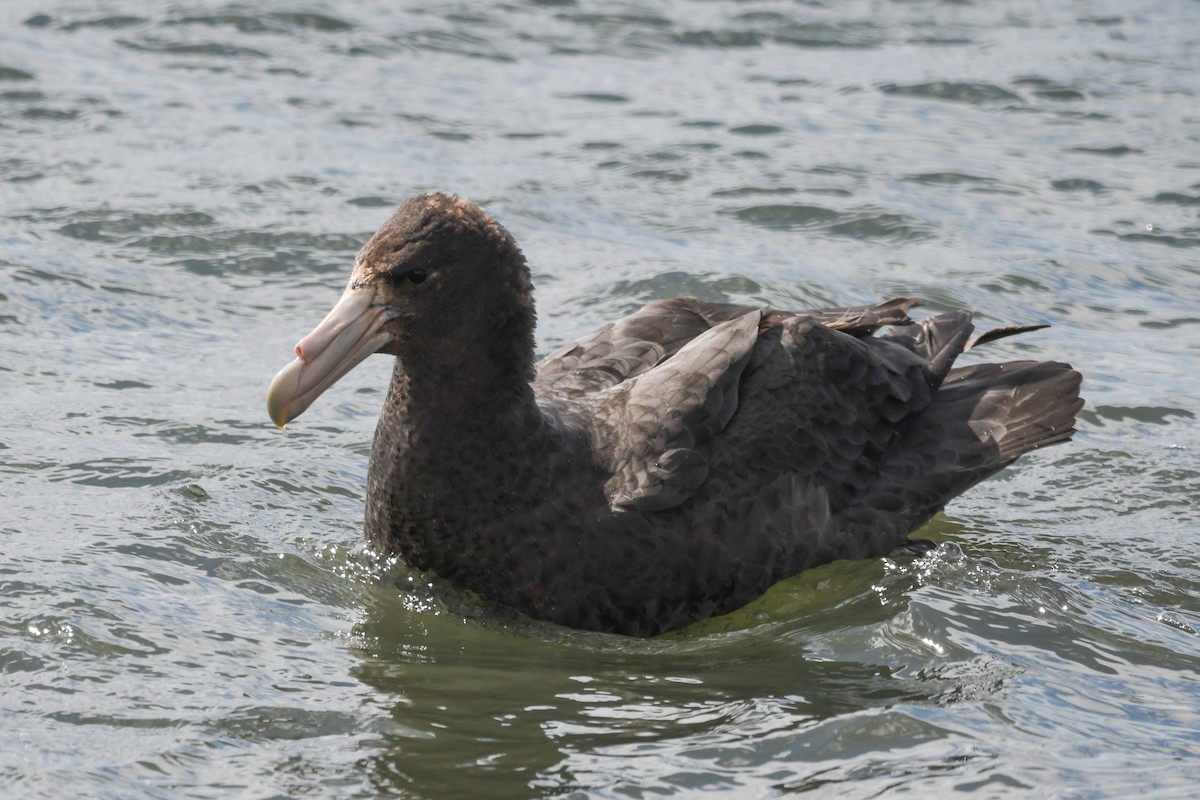 sørkjempepetrell - ML645502805