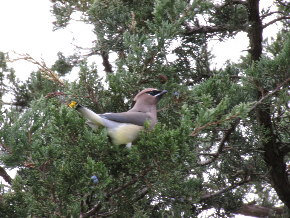 ヒメレンジャク - ML645502830