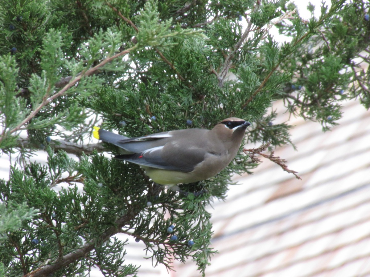 ヒメレンジャク - ML645502831