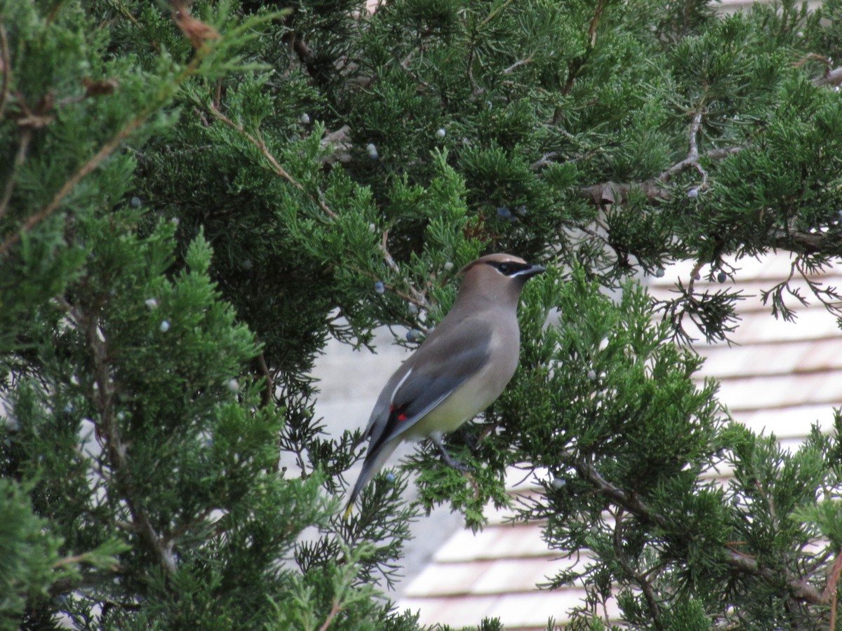 ヒメレンジャク - ML645502832