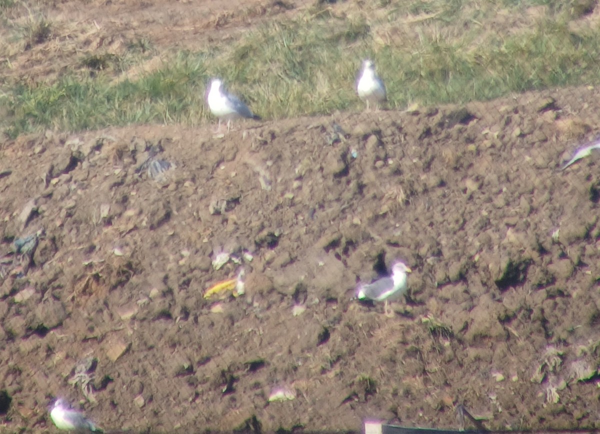 Zafferano - ML645502842