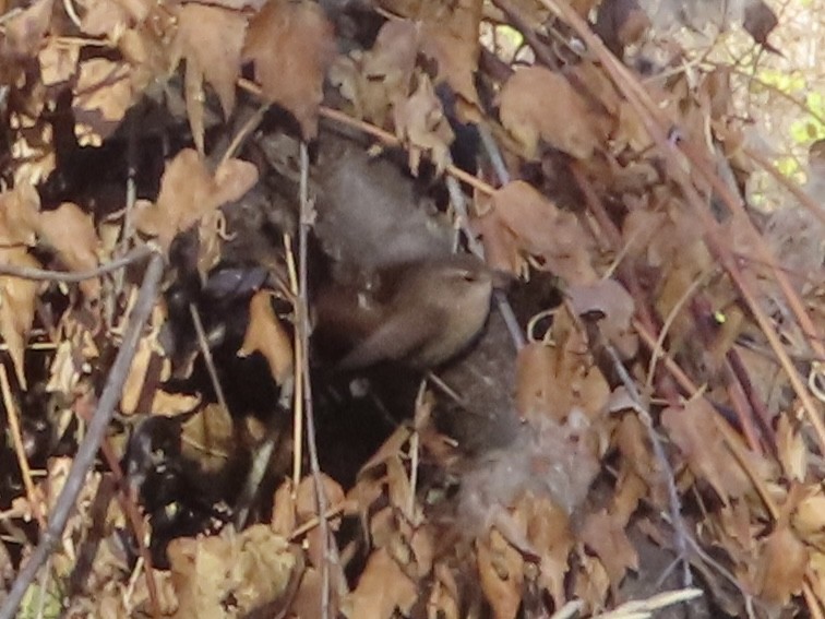 Winter Wren - ML645502843
