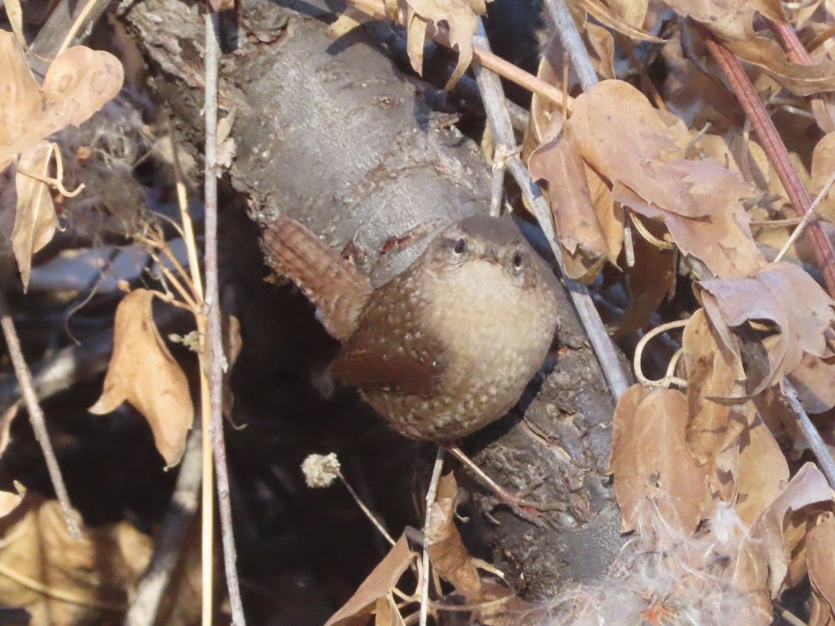 Winter Wren - ML645502844