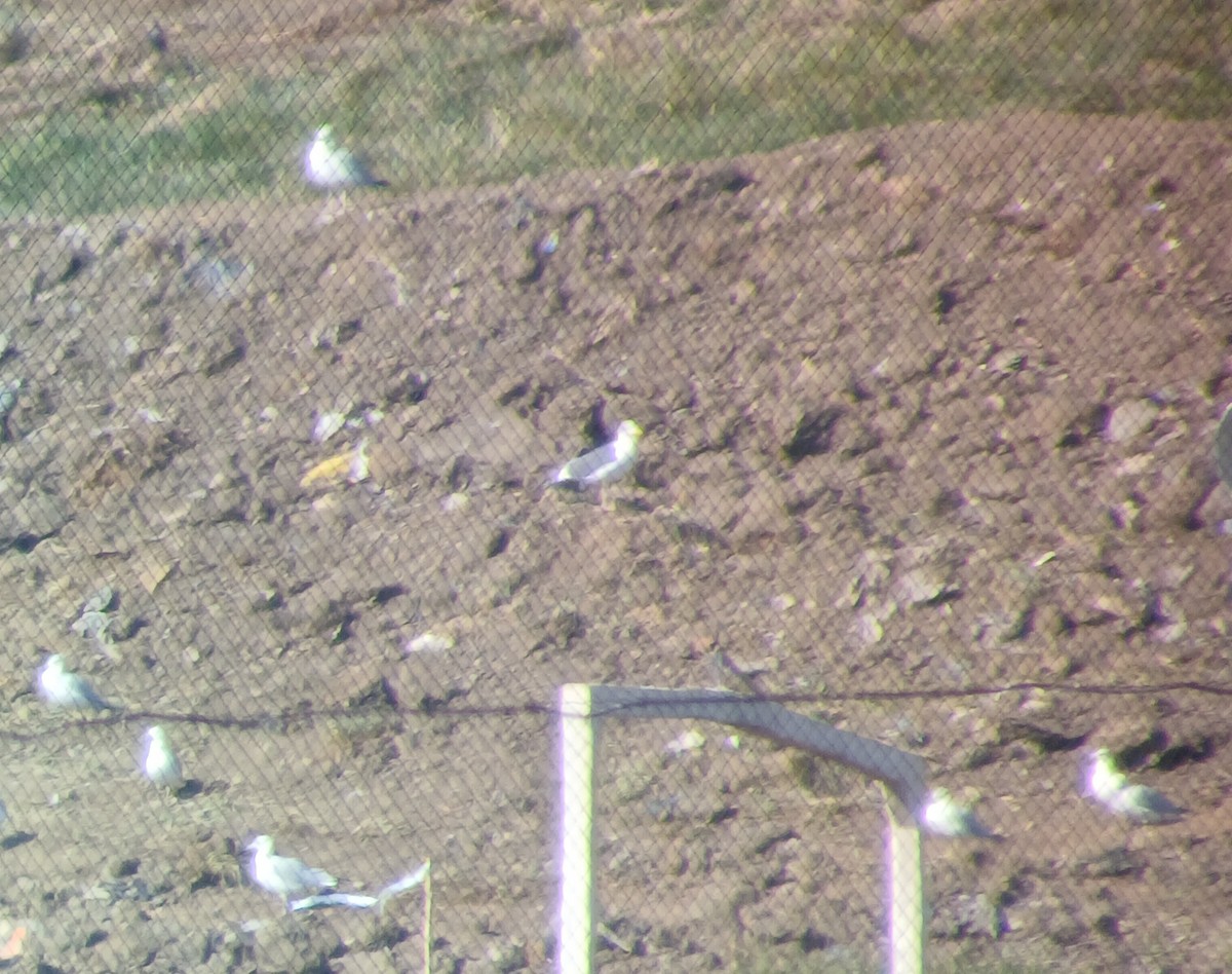 Zafferano - ML645502845