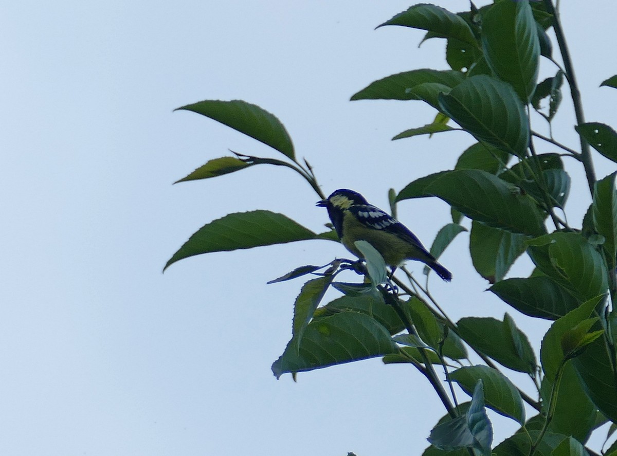Elegant Tit - ML645502853