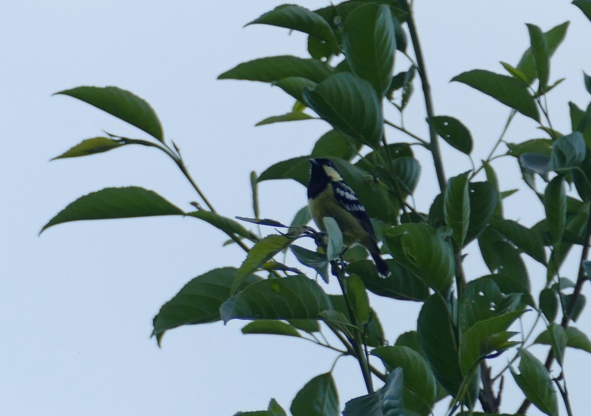 Elegant Tit - ML645502854