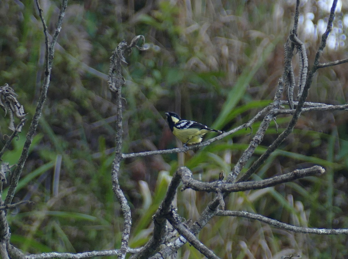 Elegant Tit - ML645502855