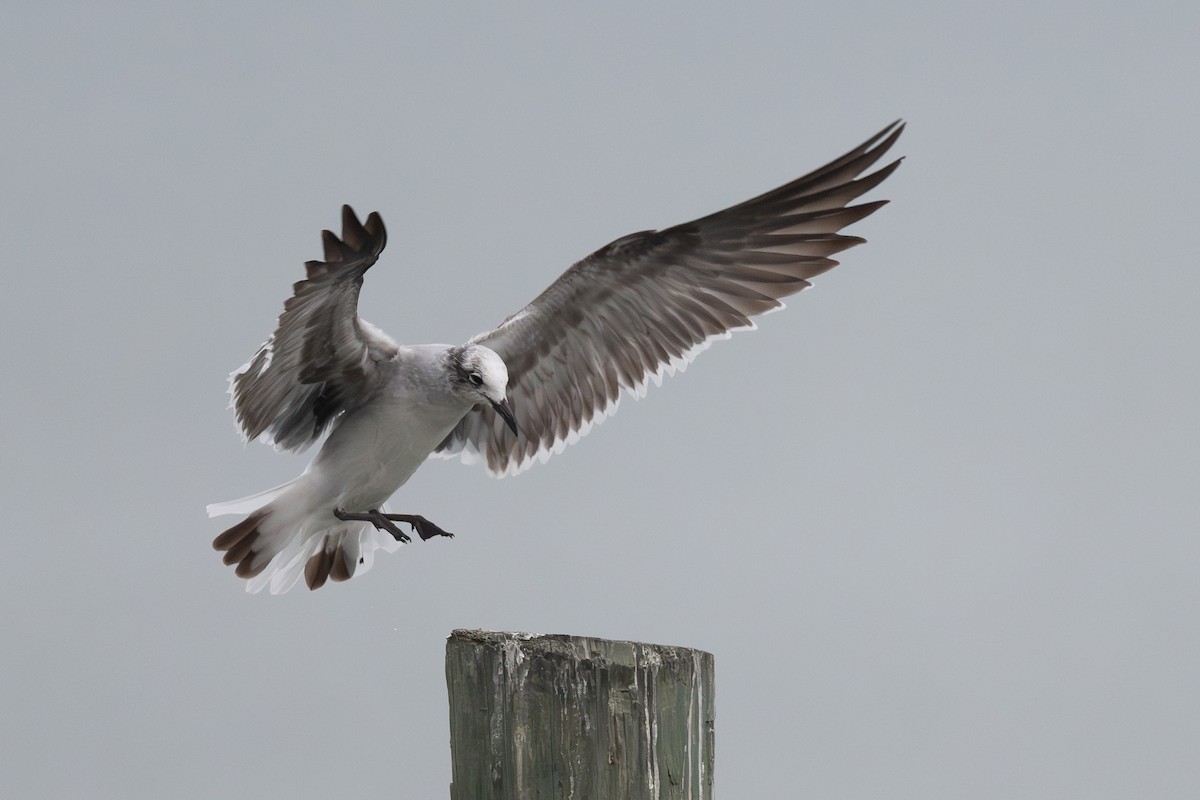 Gabbiano sghignazzante - ML645502857