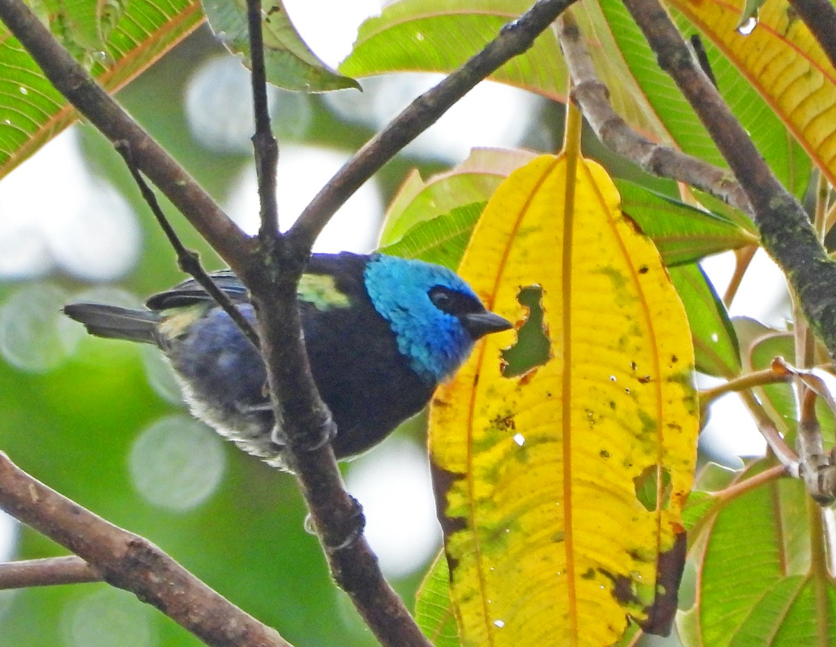 Blue-necked Tanager - ML645502858