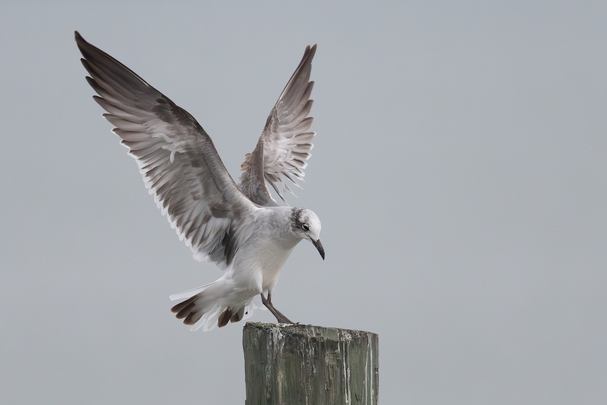 Gabbiano sghignazzante - ML645502859