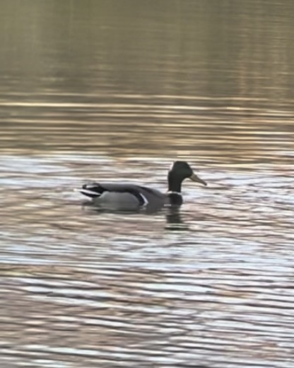 Зэрлэг нугас - ML645502861