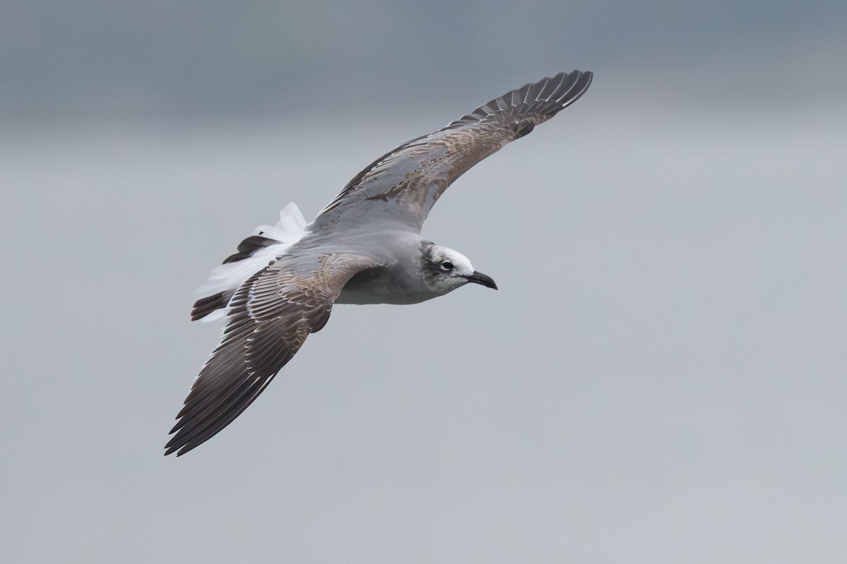 Gabbiano sghignazzante - ML645502866