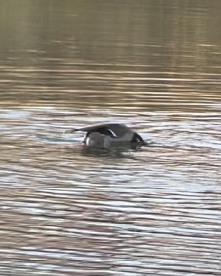 Зэрлэг нугас - ML645502867