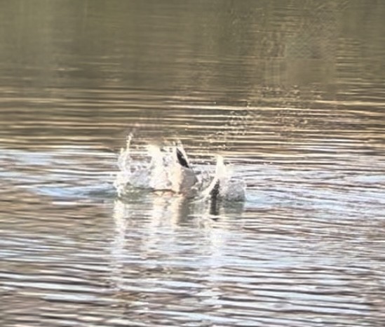 Зэрлэг нугас - ML645502869