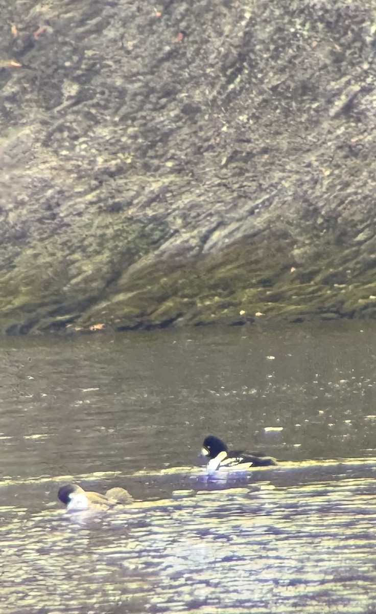 Barrow's Goldeneye - ML645502870
