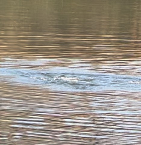 Зэрлэг нугас - ML645502871